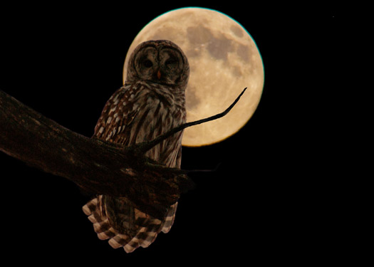moon owl